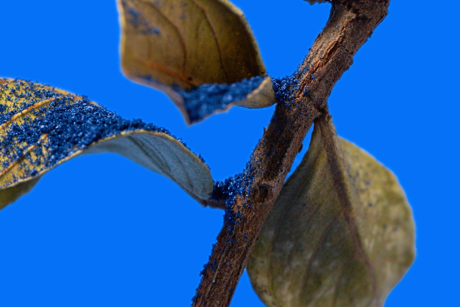 AZUL AORA MEXICO